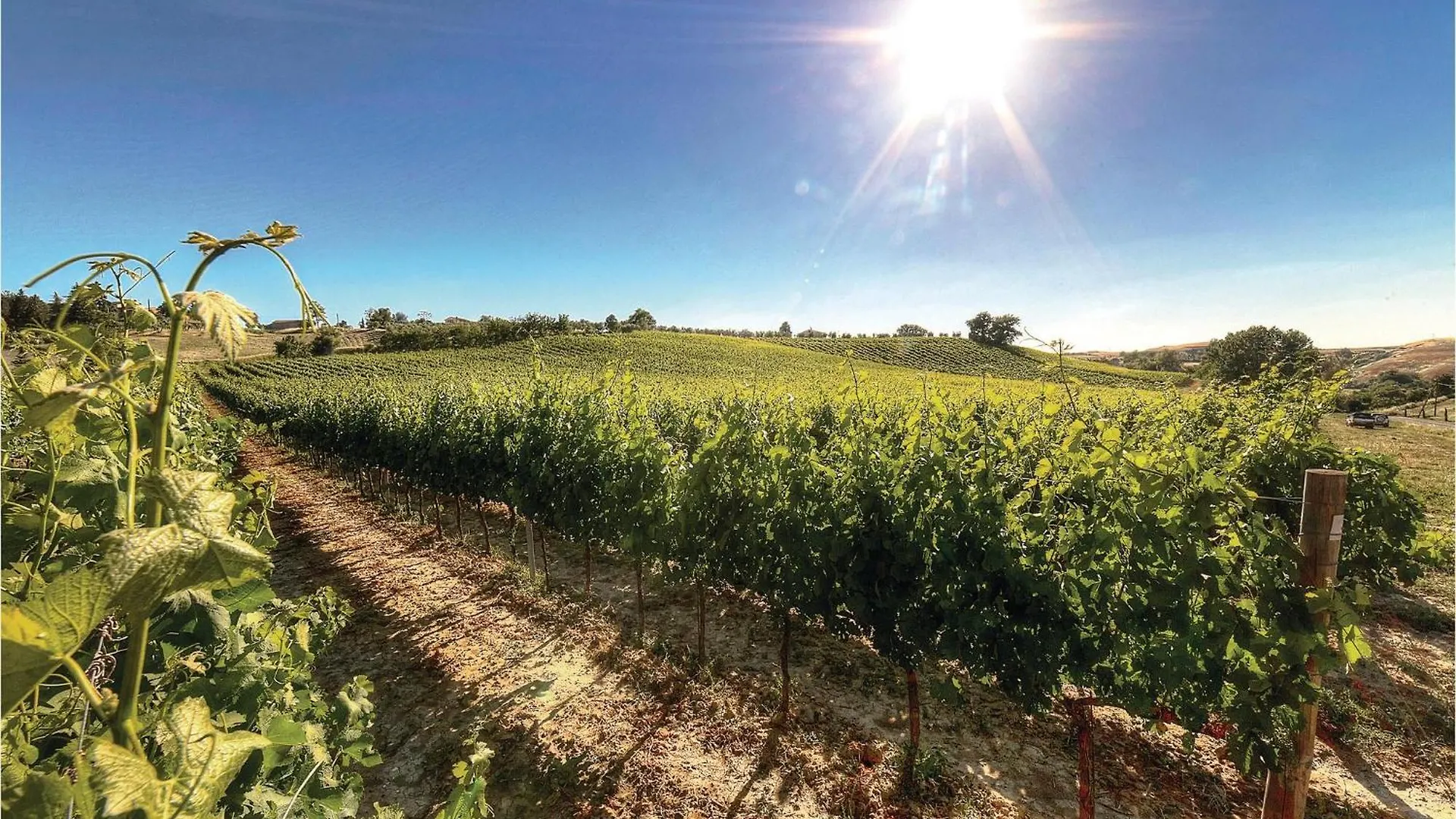 Vincenzo-Podere Moricci Montaione İtalya